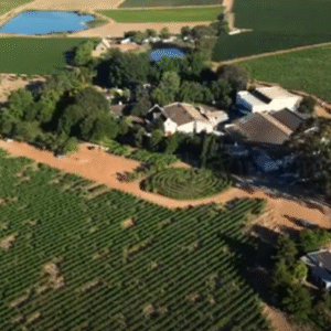 Simonsig Wines